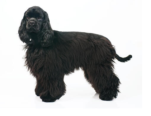 Amerikaanse Cocker Spaniël