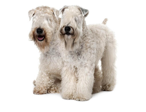 Soft Coated Wheaten Terriër