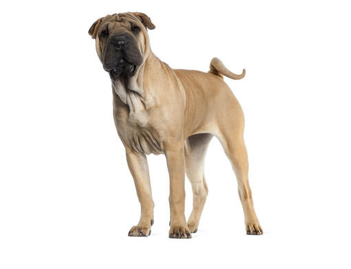 Shar-Pei - over dit hondenras Purina