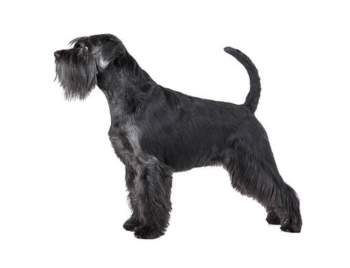 Middenslag Schnauzer