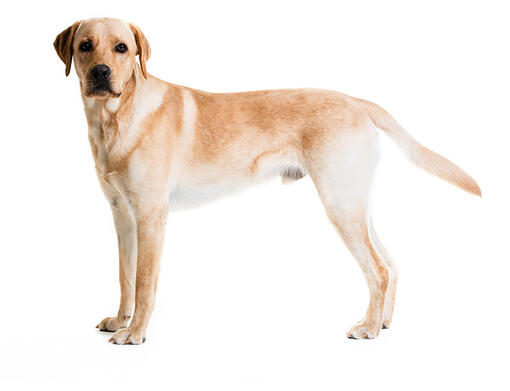 Labrador