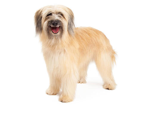 Pyreneese Herdershond 