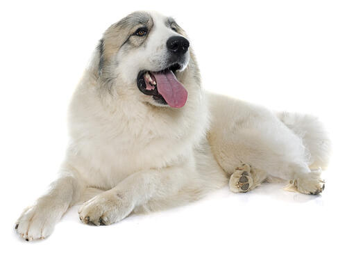 Pyreneese Berghond