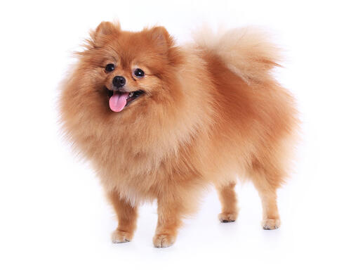 Dwergkeeshond