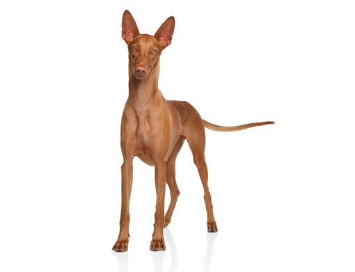 Pharaoh Hond
