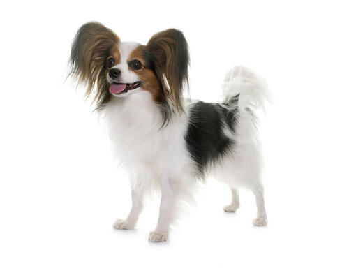 Vlinderhondje (Papillon)