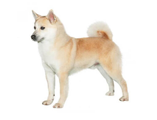 Noorse Buhund