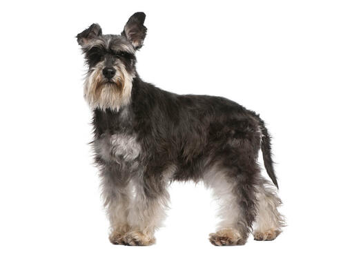 Dwergschnauzer 