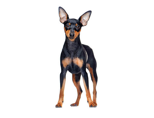 Dwergpinscher