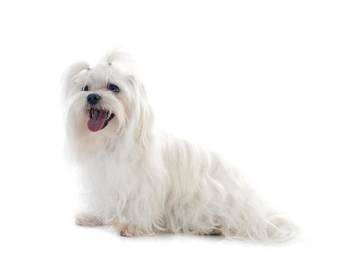 Maltezer