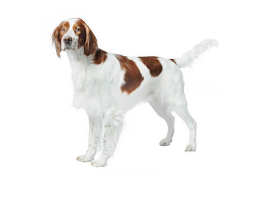 Ierse rood-witte Setter