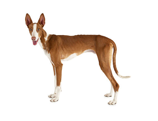 Podenco Ibicenco (kort/gladhaar)
