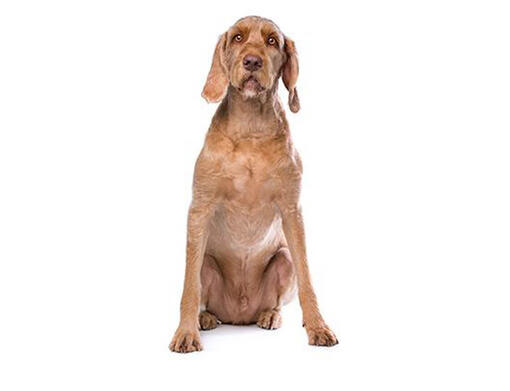 Vizsla draadhaar