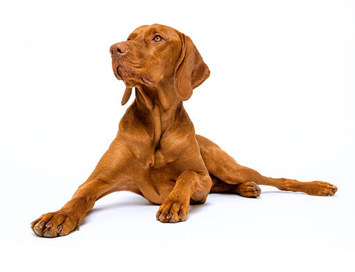 Vizsla korthaar