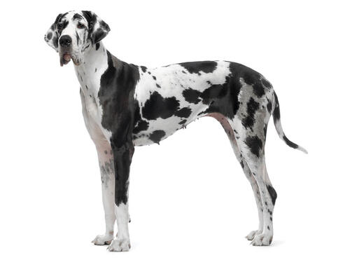 Duitse Dog