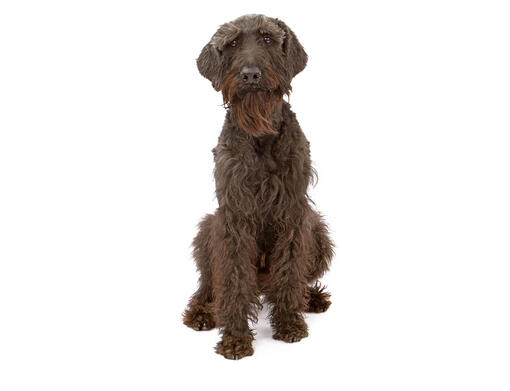 Riesenschnauzer 