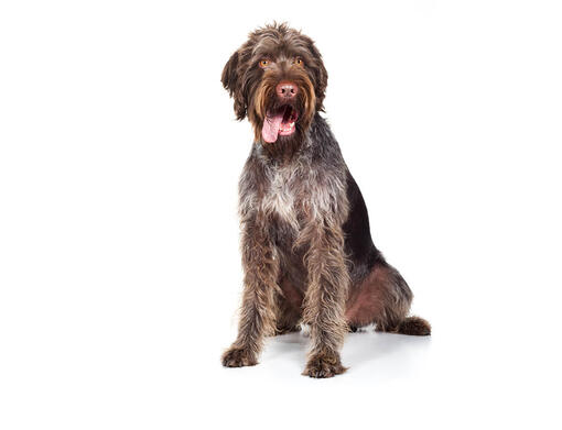 Duitse Staande Hond Draadhaar