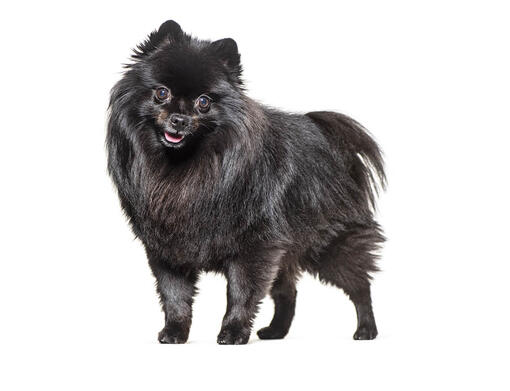 Middenslag Keeshond