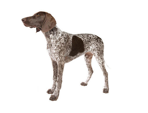 Duitse Staande Hond Korthaar