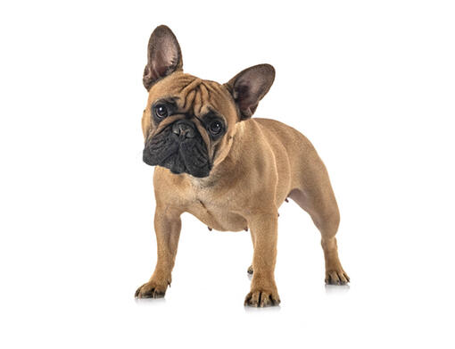 Franse Bulldog