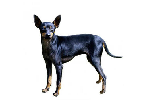 Engelse Toy Terriër (Black & Tan)
