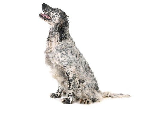Engelse Setter