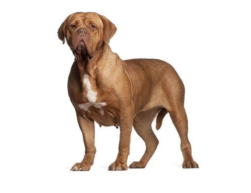 Bordeaux Dog