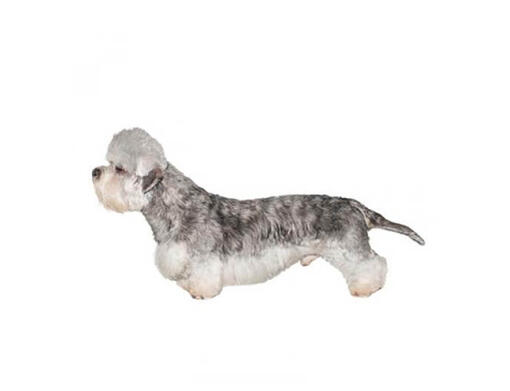 Dandie Dinmont Terriër