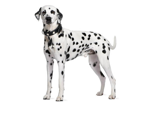Dalmatiër