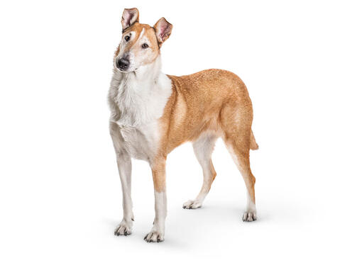 Schotse Herdershond / Collie (korthaar)