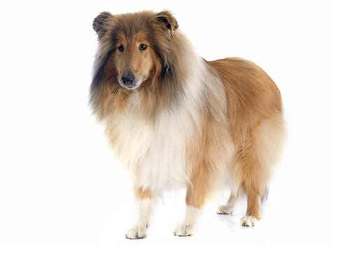 Schotse Herdershond / Collie (langhaar)