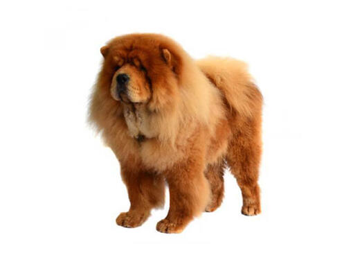 Chow Chow (ruwhaar)
