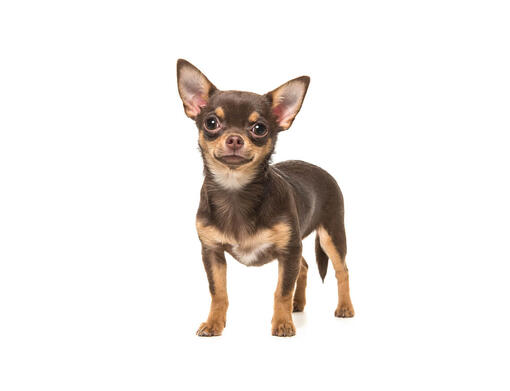 Chihuahua (Korthaar)