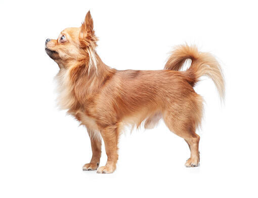 Chihuahua (Langhaar)