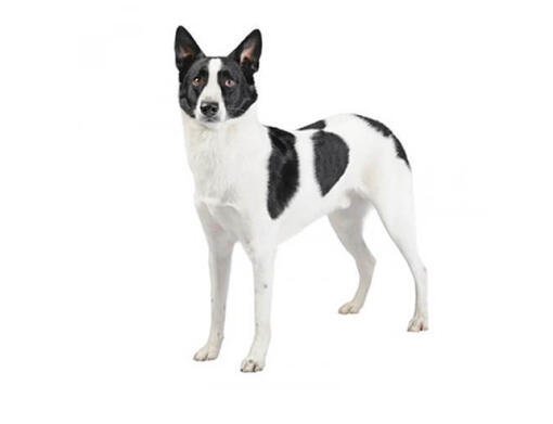 Canaänhond