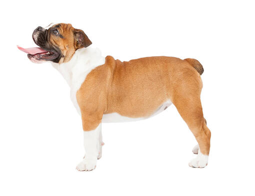 Engelse Bulldog