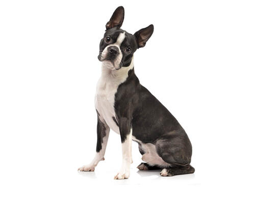 Boston Terriër