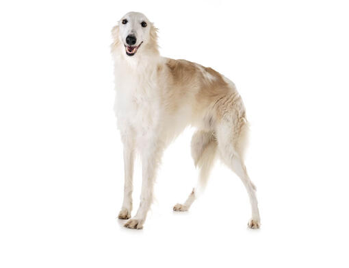 Barzoi