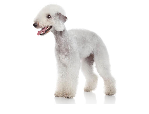 Bedlington Terriër