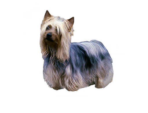 Australian Silky Terriër