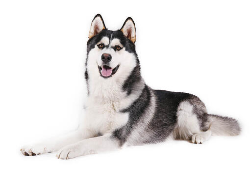 Alaska Malamute