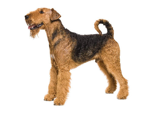 Airedale Terriër