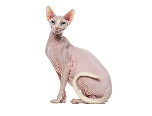 Sphynx | Alles over kattenras |