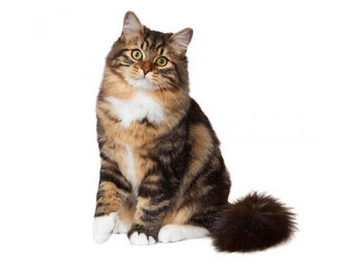 Siberische kat