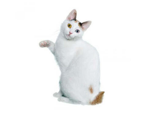Japanse Bobtail (kortharig) 