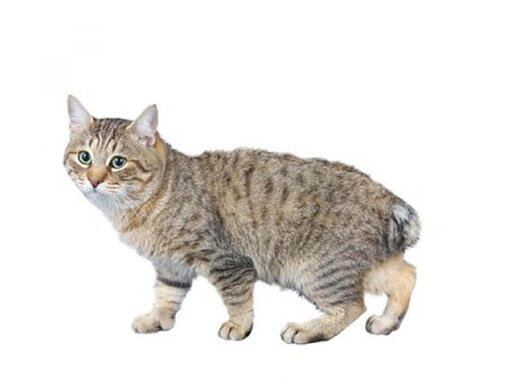 Japanse Bobtail (langharig)