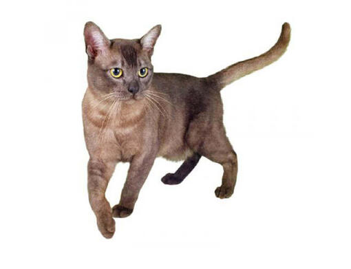 Aziatische kat