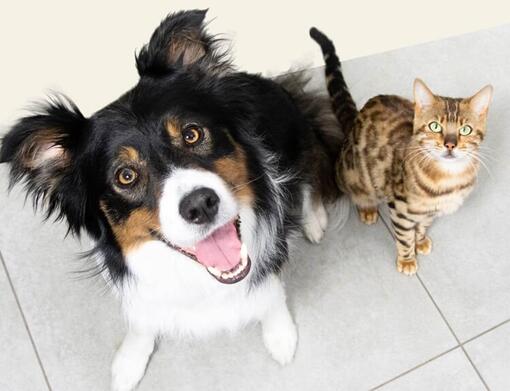 Hond en kat kijken naar boven