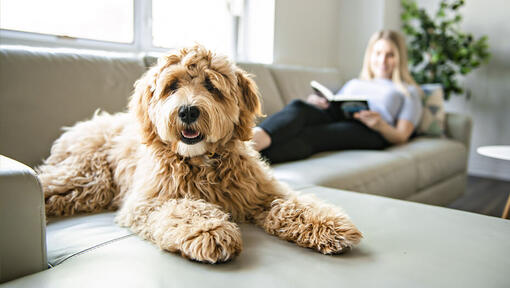 Labradoodle op bank met baasje