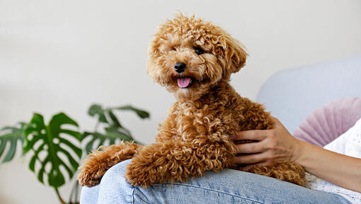 Maltipoo zit op schoot van baasje